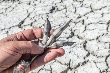 Paw of a coot waterfowl against the sky