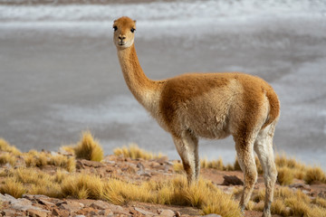 Isolated Vicugna vicugna in Atacama high plateau