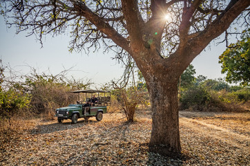 Game drive car with tourists looking at leopard over tree