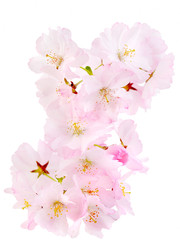 Beautiful cherry blossom sakura isolated on white background.