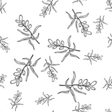 Sea buckthorn, branch with berries. Seamless pattern. Hand made vector drawing in the style of engraving