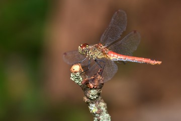 Close up of vagrant darter in natural environment, Slovakia, Europe