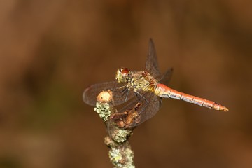 Close up of vagrant darter in natural environment, Slovakia, Europe