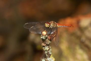Close up of vagrant darter in natural environment, Slovakia, Europe