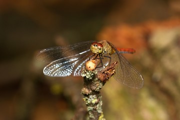 Close up of vagrant darter in natural environment, Slovakia, Europe