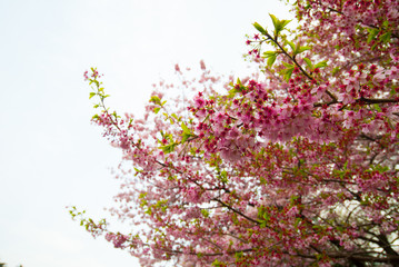 Cherry blossom in spring season Japan.