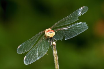 Close up of vagrant darter in natural environment, Slovakia, Europe