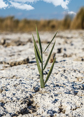 Sparse reed vegetation on salty soil