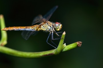 Close up of vagrant darter in natural environment, Slovakia, Europe