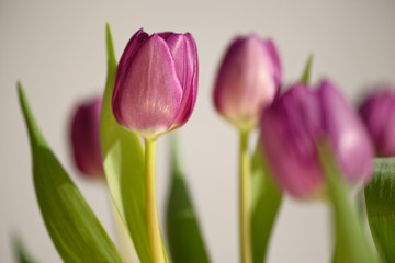 Tulpen