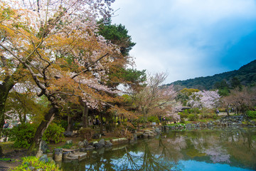 Fototapeta na wymiar Cherry blossom in spring season Japan.