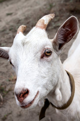 Cute young white goat looking straight towards the frame