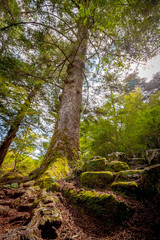 Tree Miyajima Island Hiroshima Japan