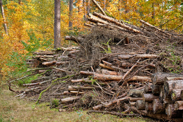 Piles of rotting old wood are lying in the autumnal forest in Franconia, Germany near Nuremberg in October