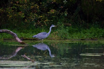 Blue heron in its natural environment, Danubian wetland, Slovakia, Europe