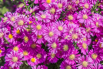 Bush of autumn flowers in the park close-up as a background