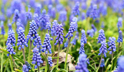 Field of Grape Hyacinth Flower in Garden