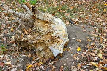 Old uprooted tree stump in autumn leaf.
