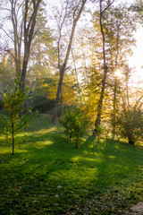 Fototapeta na wymiar Morning sunbeams between trees with light fog in the park.