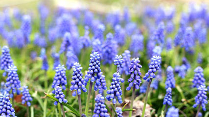 Blooming Grape Hyacinth Flower in Spring Season