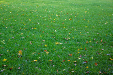 Leaves fall from a tree on green grass.