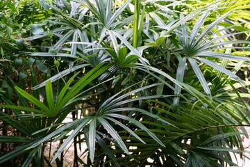 Group of saw palmetto tree, Ecological Concept, Space for text in template (sabal palm, Serenoa repens)