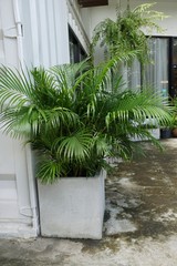 Group of saw palmetto tree, Ecological Concept, Space for text in template (sabal palm, Serenoa...