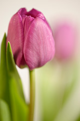 Tulpen