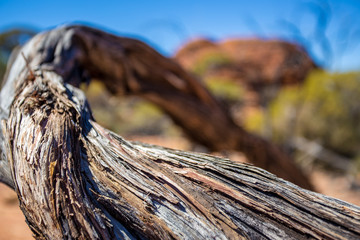 Alter Baum vor Uluru Felsen