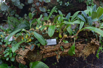 Botanical Garden in Oslo. Norway. 01.2018 