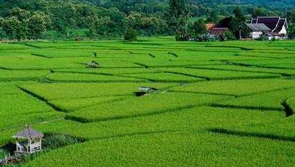 terraced green rice field at Nan Province Thailand