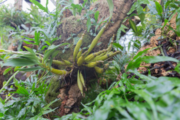 Botanical Garden in Oslo. Norway. 01.2018 