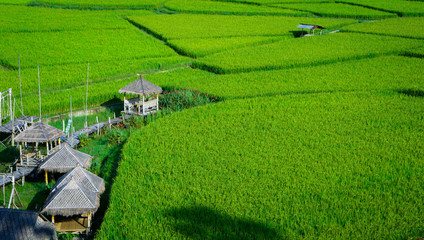 Green Terraced Rice Field in Nan, Thailand