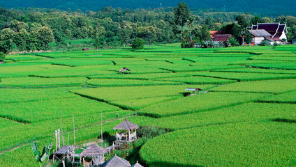 Beautiful green Rice Terraces look from above.