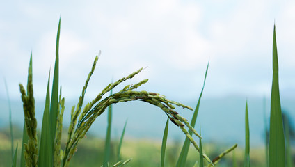 Close up of green paddy rice.