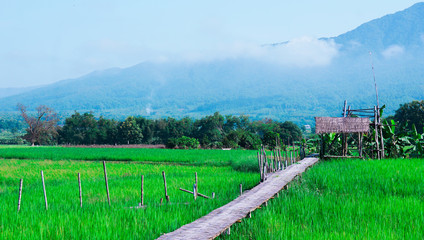 A wooden bridge that walks to the hut in the meadow, amidst beautiful nature.