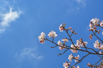 flowers on blue sky