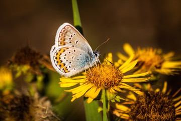 Butterfly on a flower in autumn