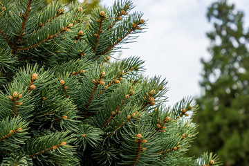 Coniferous branches as a background close-up