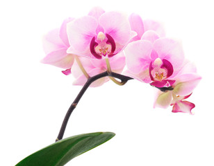 Naklejka na ściany i meble Beautiful pink Orchid flower on stem.