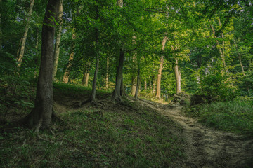 Fototapeta premium common forest fresh air scenic environment with hills and green foliage 