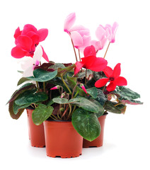 Pink and red cyclamen in a pot isolated.