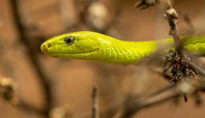 yellow green snake portrait