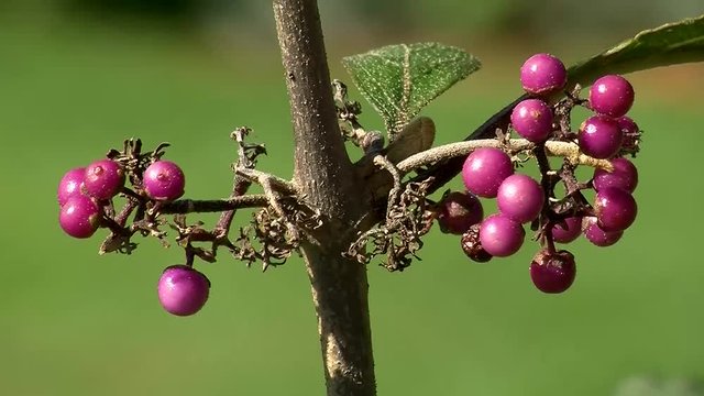 Lila Fr&uuml;chte des Liebesperlenstrauches in Gro&szlig;aufnahme bewegen sich im Wind
