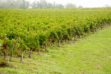 Fototapeta na wymiar Bordeaux vineyards landscape of Saint Emilion vineyard France