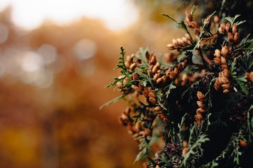 Dark colored golden and deep orange red leaves. Trendy atmospheric autumn backdrop. Warm fall moody landscape for your inspiration. Copy space