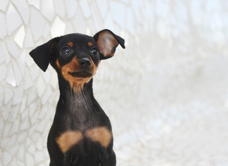 Adorable prague ratter puppy