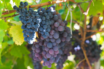 Large bunch of grapes hang from a vine, Close Up of red wine grapes