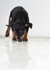 adorable prague ratter puppy