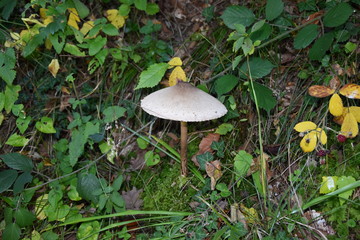 Pilz